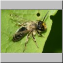 Andrena flavipes - Sandbiene 03 - OS-Hasbergen-Lehmhuegel det.jpg